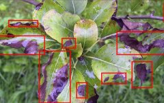 ͼ��ʶ���㷨��Ƶʶ��AI����㷨����������Ӿ�